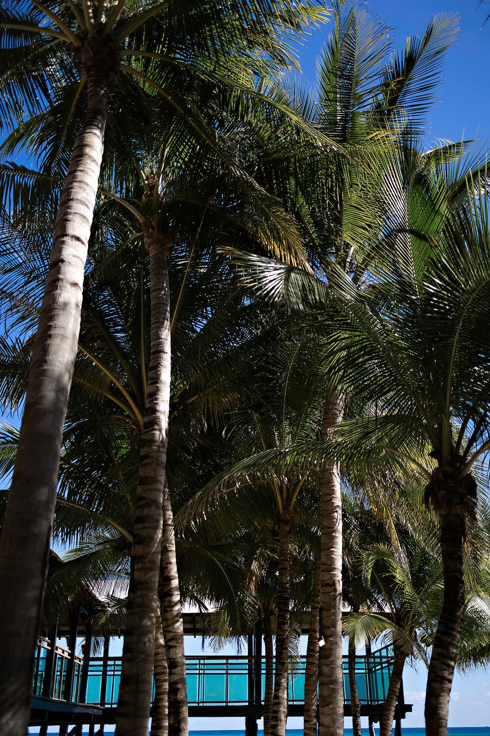 Row of tall palm trees against bright blue sky with turquoise building visible in background at tropical resort.