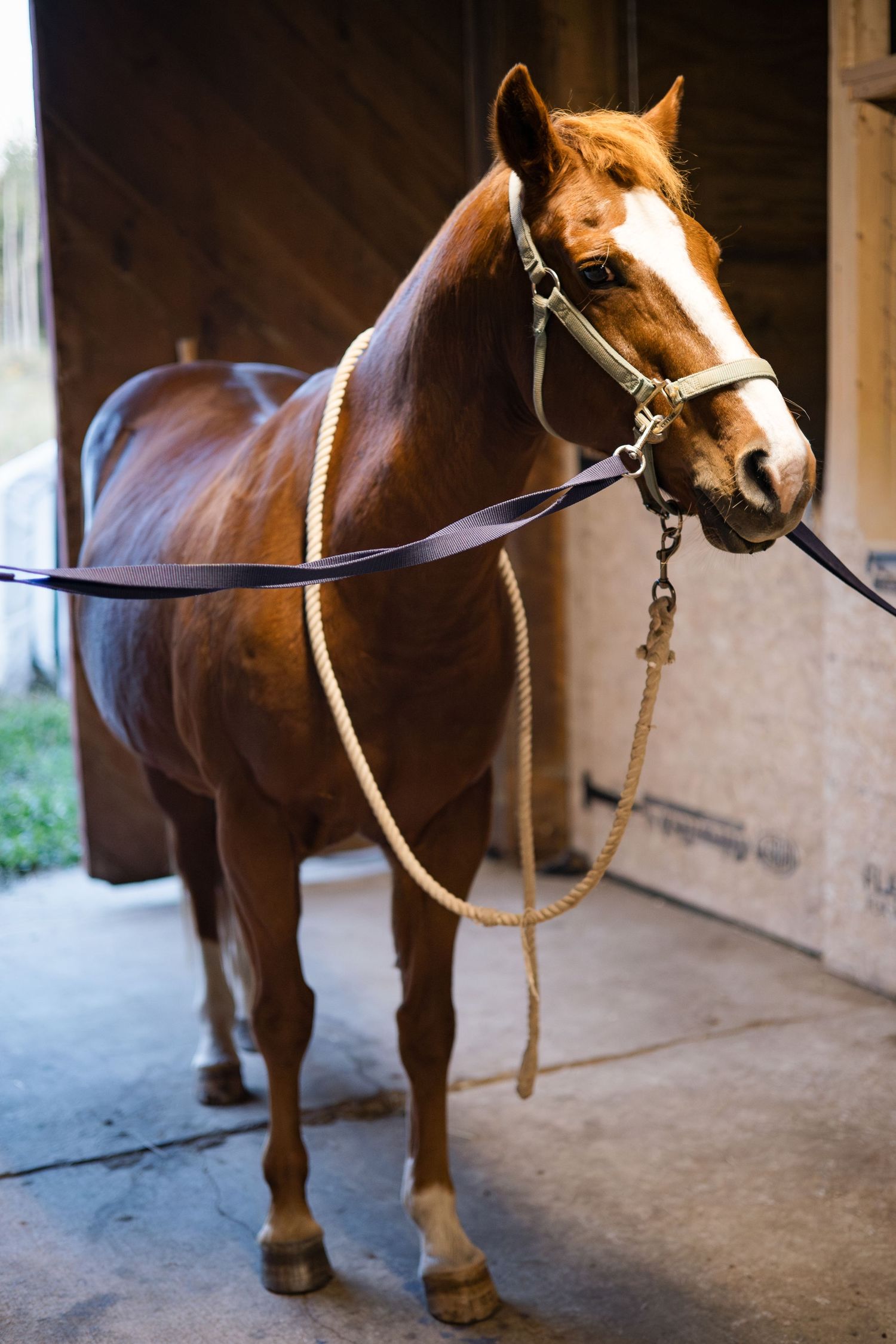 A chestnut brown horse wearing a bridle and lead rope stands in a dimly lit stable doorway.