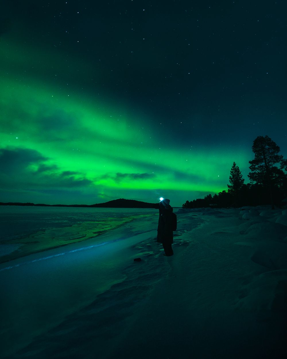 Stunning green aurora borealis illuminates a snowy winter landscape with silhouetted trees against the night sky.