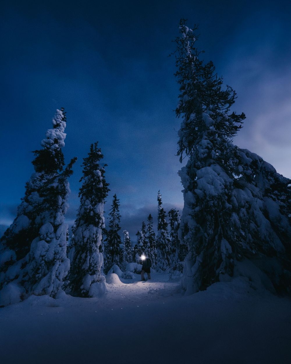 Snow-covered evergreen trees silhouetted against a dark blue winter night sky create a mystical forest landscape.