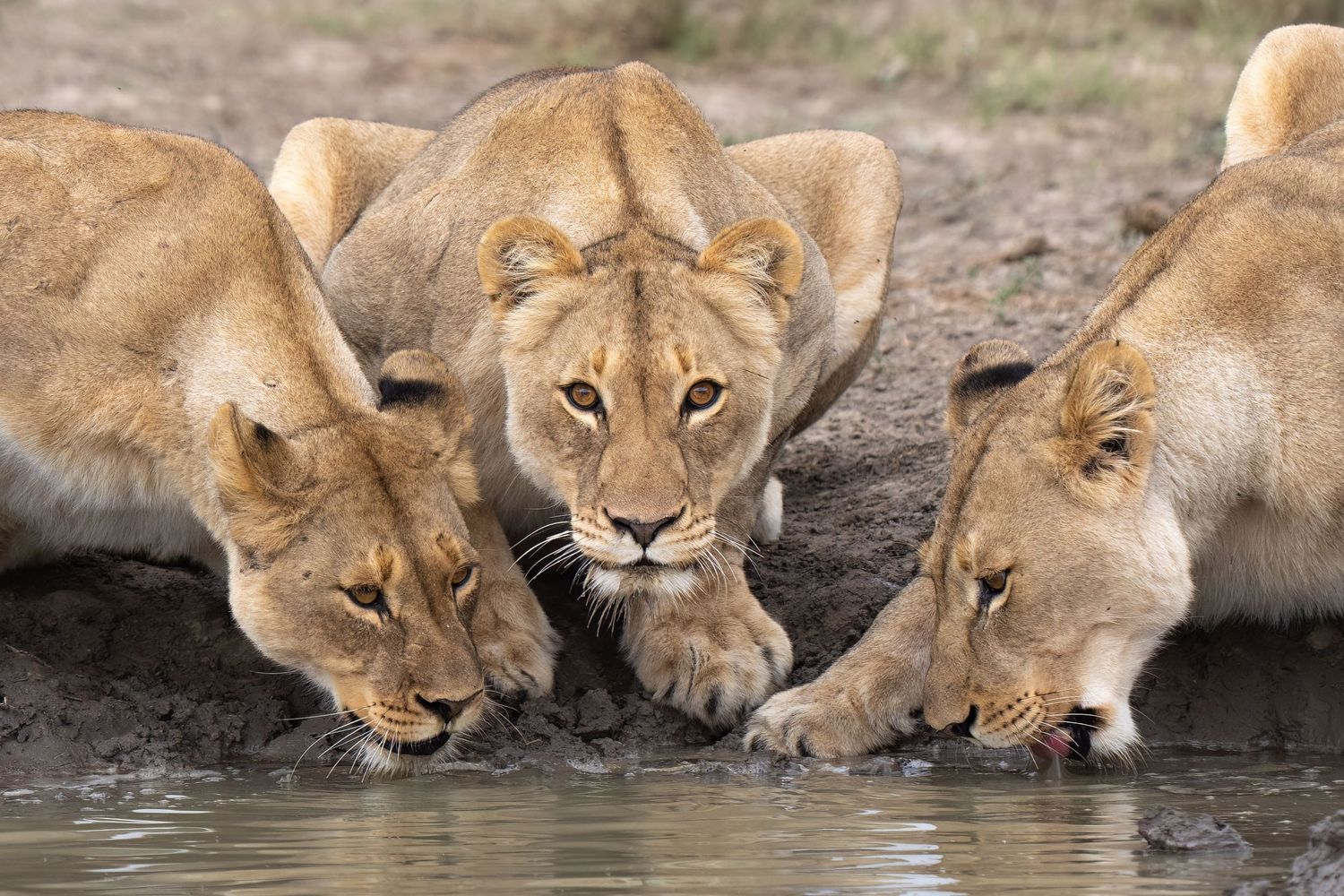 Group of thirsty lions drinking water together at a waterhole during a dry day in the savanna.