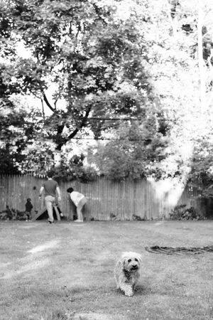 A curious small white dog frolics in a grassy backyard surrounded by trees and a wooden fence.