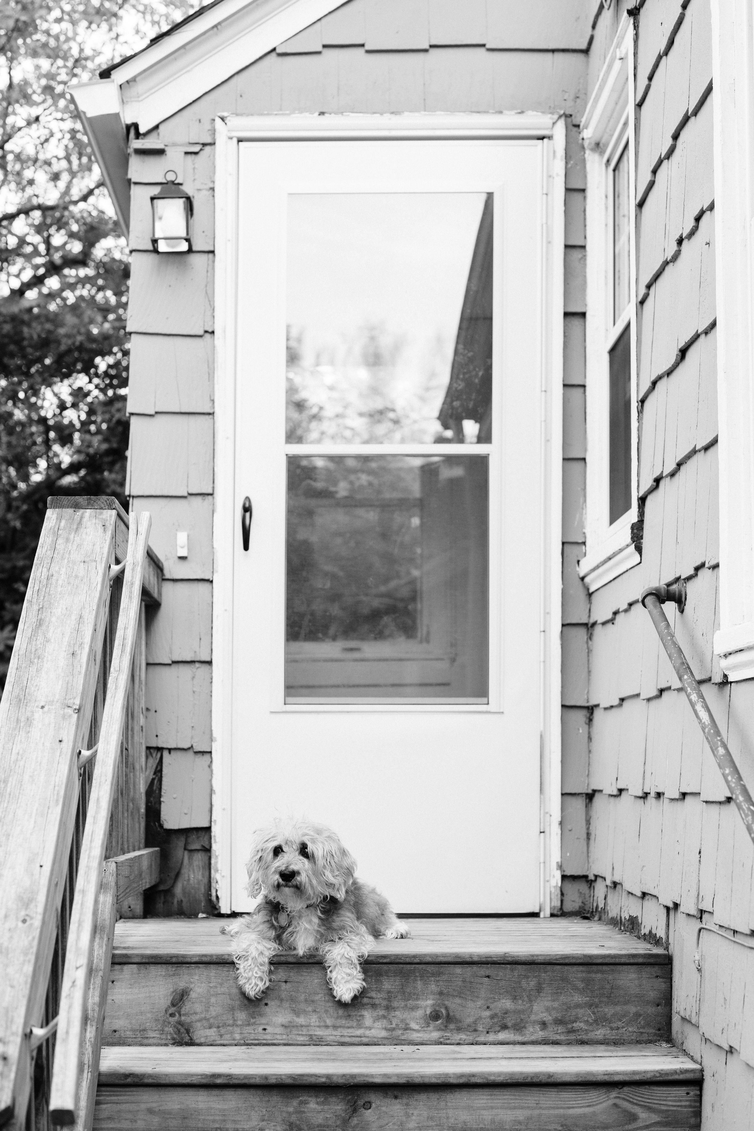 A small white dog looks out attentively from a rustic wooden porch window on a sunny day.