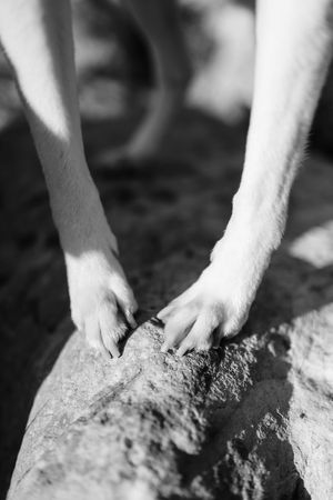 Black and white close-up series of dog paws pressing against rough textured stone or concrete surface.