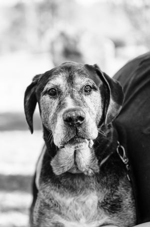 Close-up portraits of an elderly black dog's face from different angles showing expressive gray facial features.