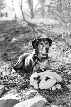 Black and white photos of a dog lying on the ground in various relaxed poses against a natural outdoor backdrop.