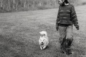 A black and white photographic sequence showing a person walking a corgi dog through a grassy field.