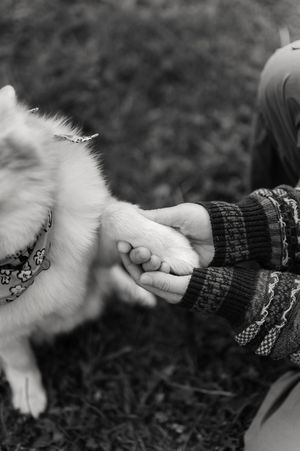 A white-pawed cat high-fives a person wearing a patterned sweater in this monochrome photo series.