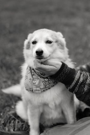 Series of black and white photos showing a fluffy white dog wearing a bandana being petted and smiling at the camera.