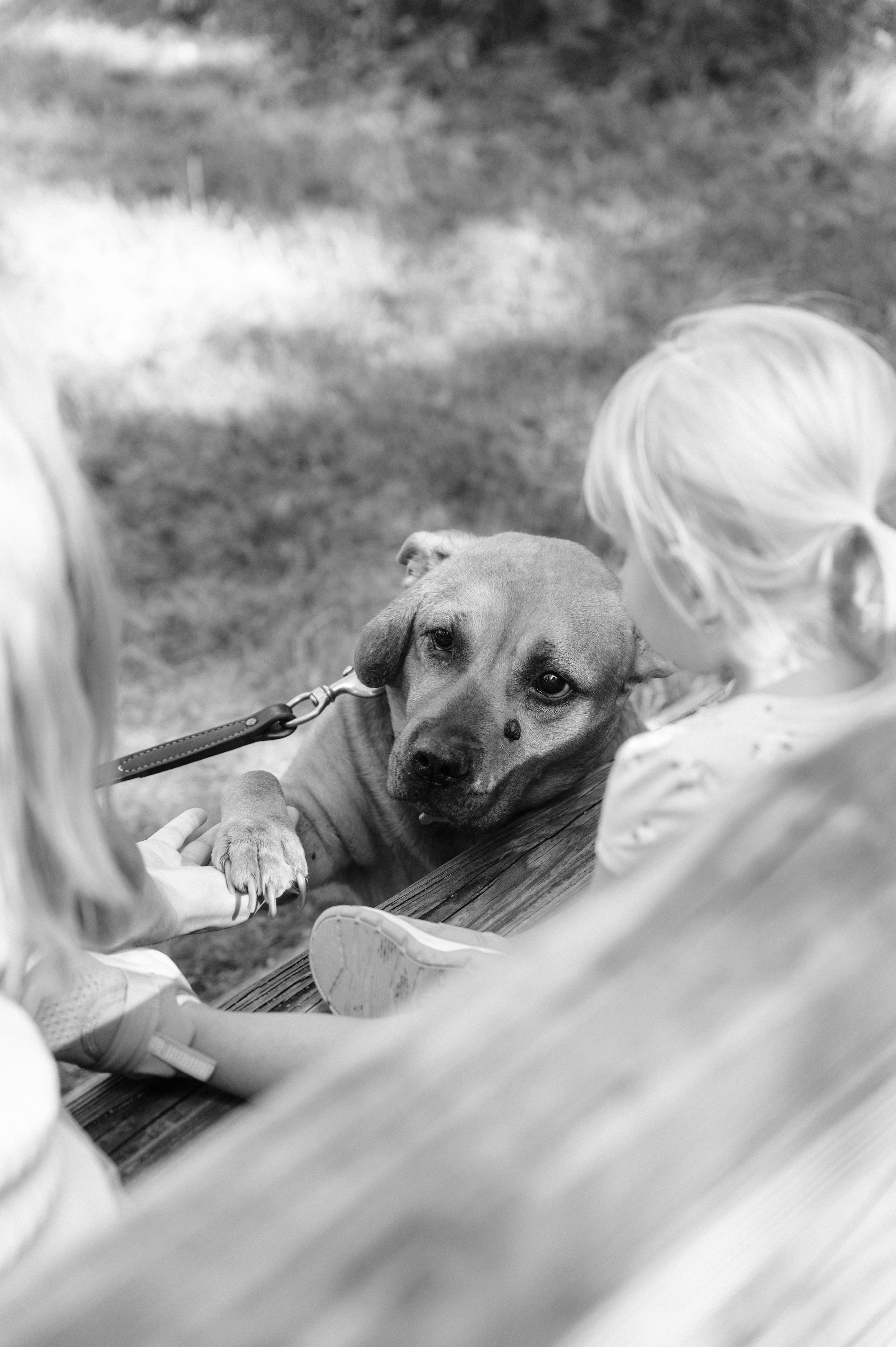A black and white photo shows a pitbull mix dog looking up while being petted, with a leash attached.