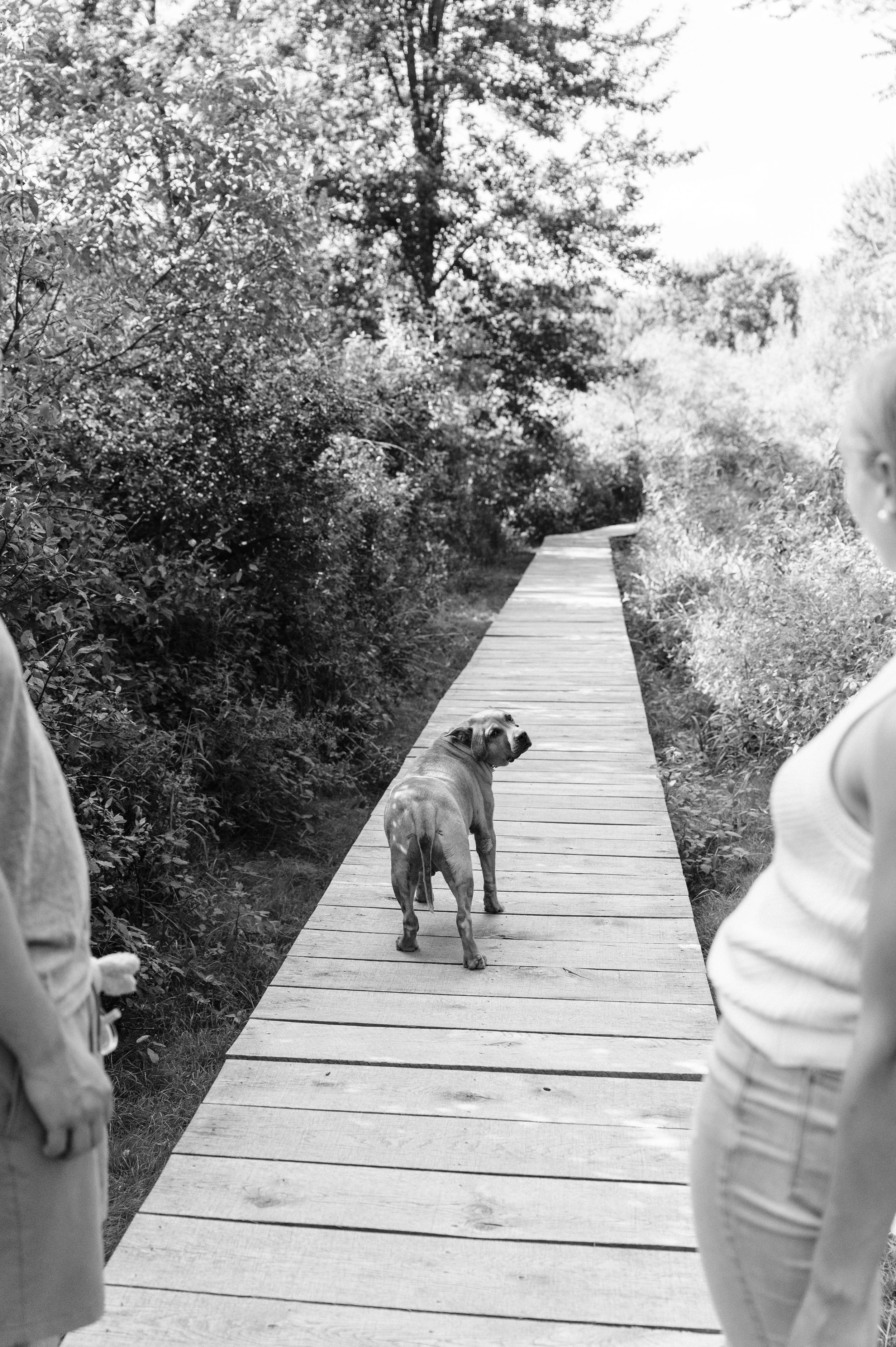 Four sequential photos show a black dog walking along a wooden boardwalk path through nature.