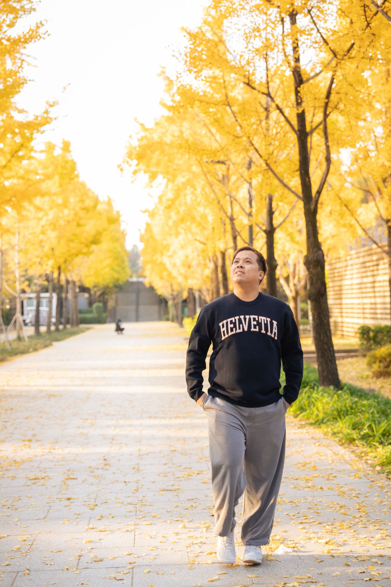 A person wearing a Helvetia sweatshirt walks along a path lined with vibrant yellow ginkgo trees in autumn.