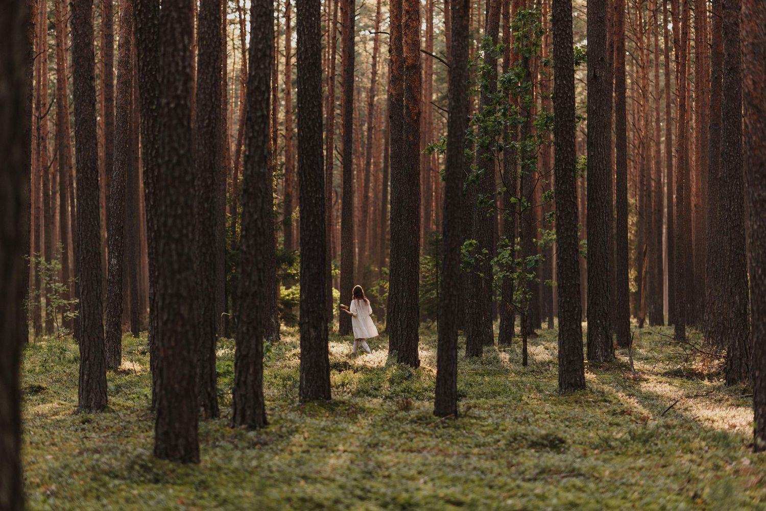 Distant figure in white dress surrounded by tall pine trees in a forest clearing.