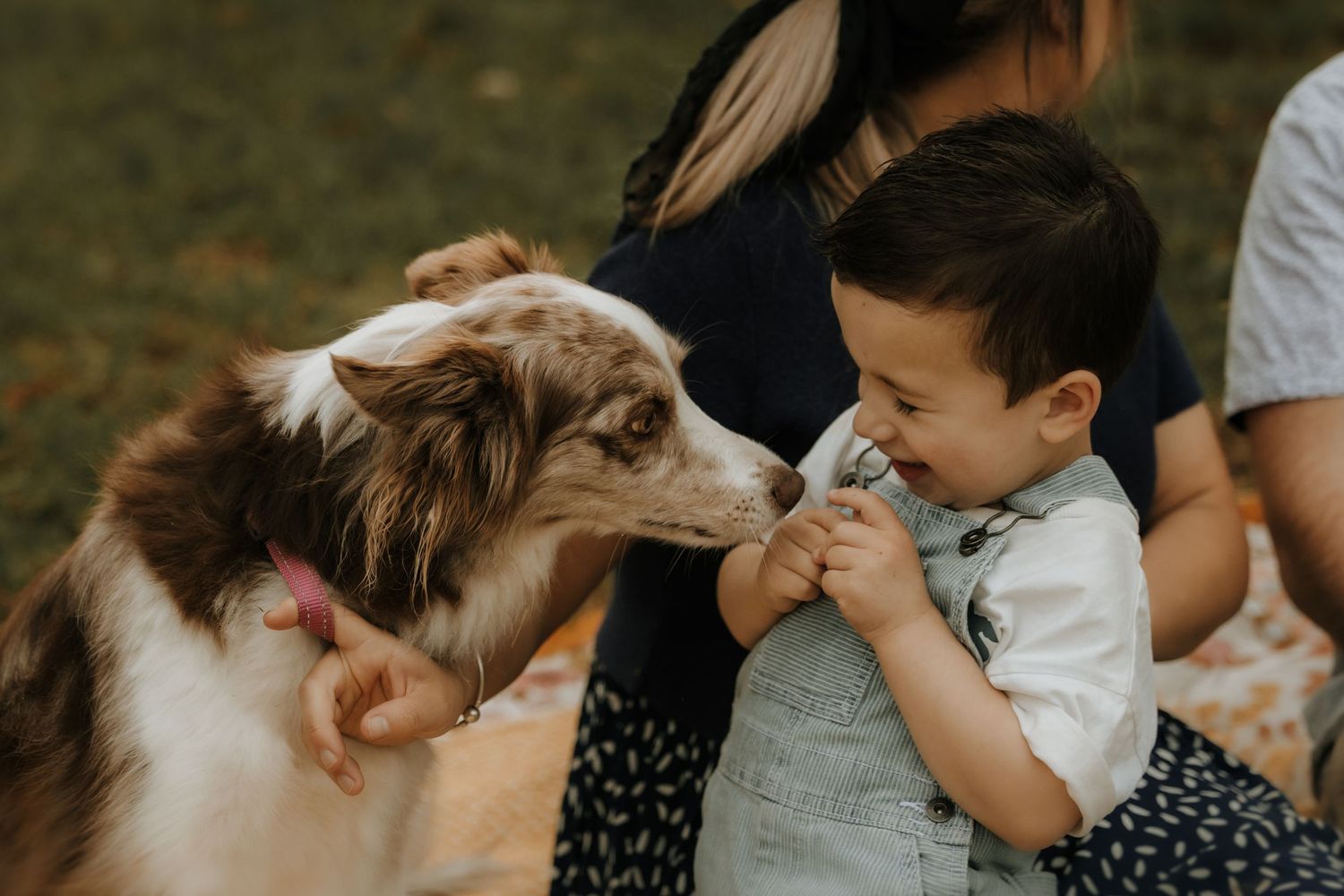 An Australian Shepherd dog and young child share a sweet moment of connection while sitting outdoors.