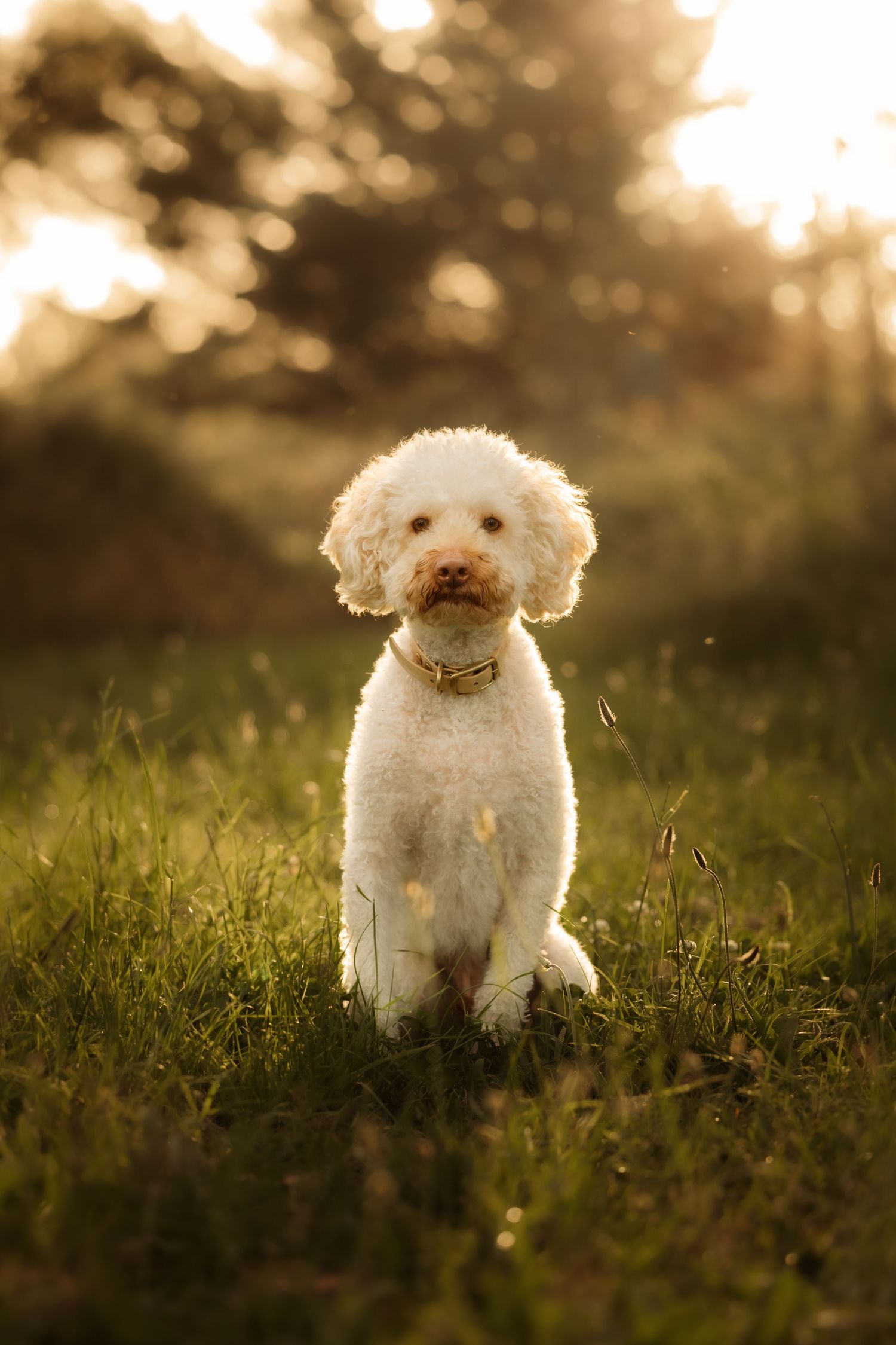 White fluffy poodle mix sitting in green grass during golden hour sunset with bokeh background.