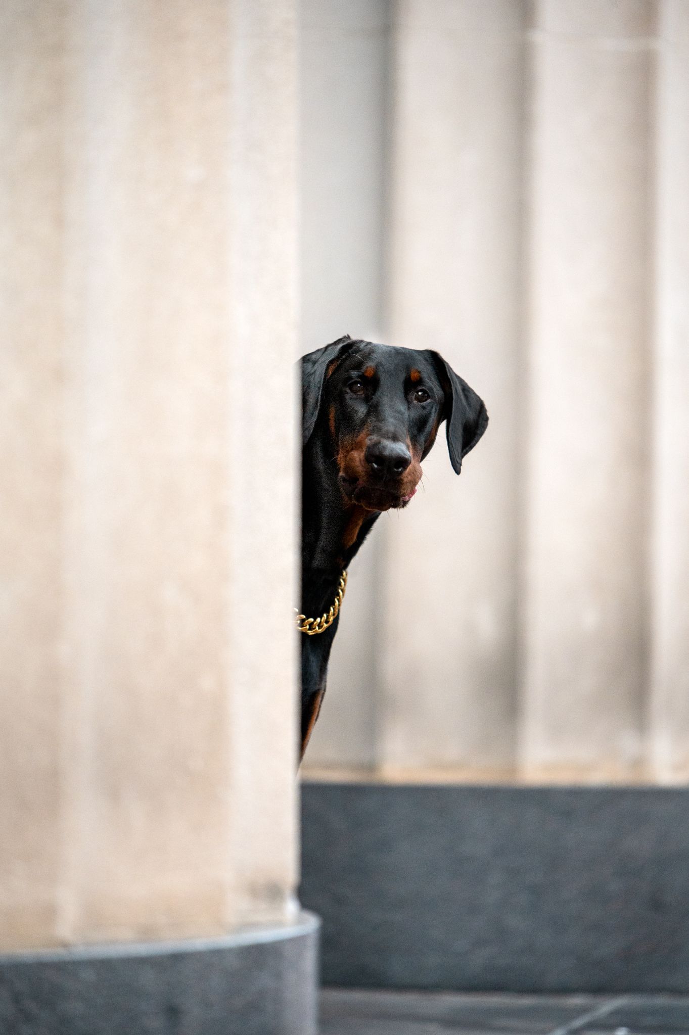 A black doberman dog peeks curiously through a white fence in an artistic four-panel composition.