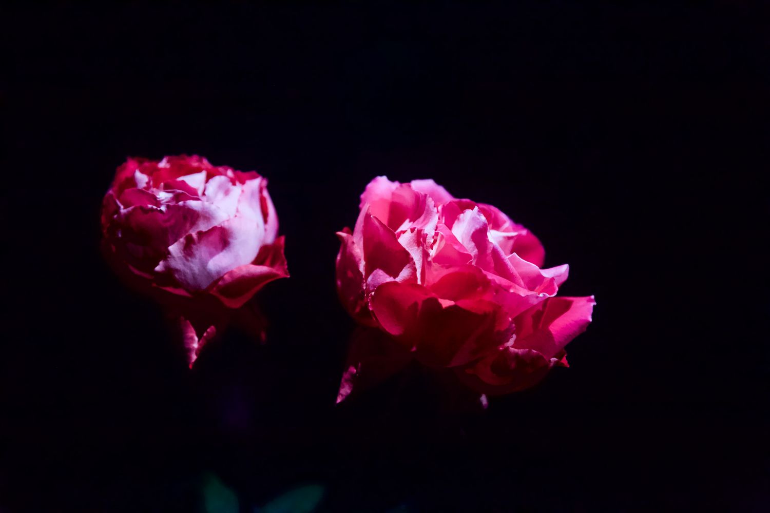 Bay Area nature photograph