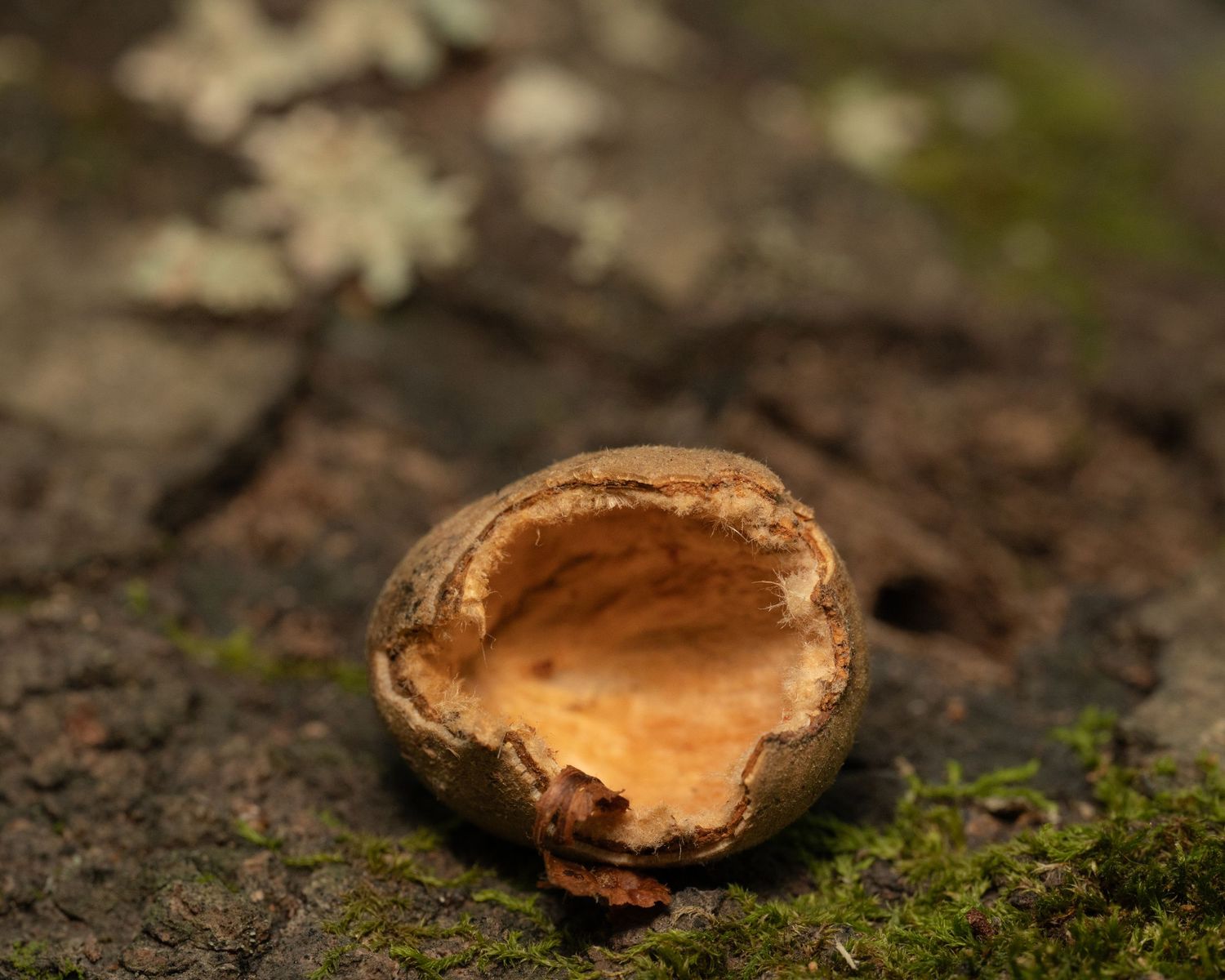 Walnut on a mossy log