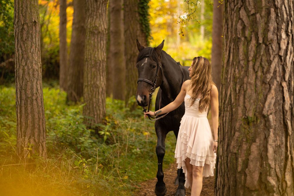 An ethereal forest scene with a black horse and rider among tall trees in golden light.