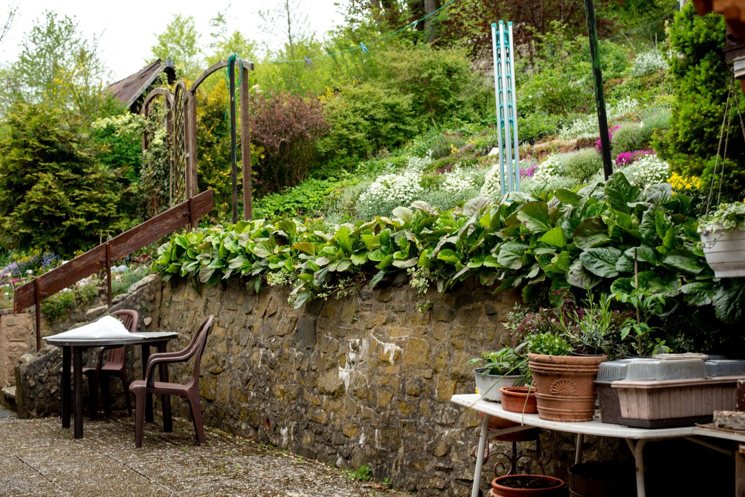 A backyard garden with a stone wall and lots of green plants in Altenau, Germany