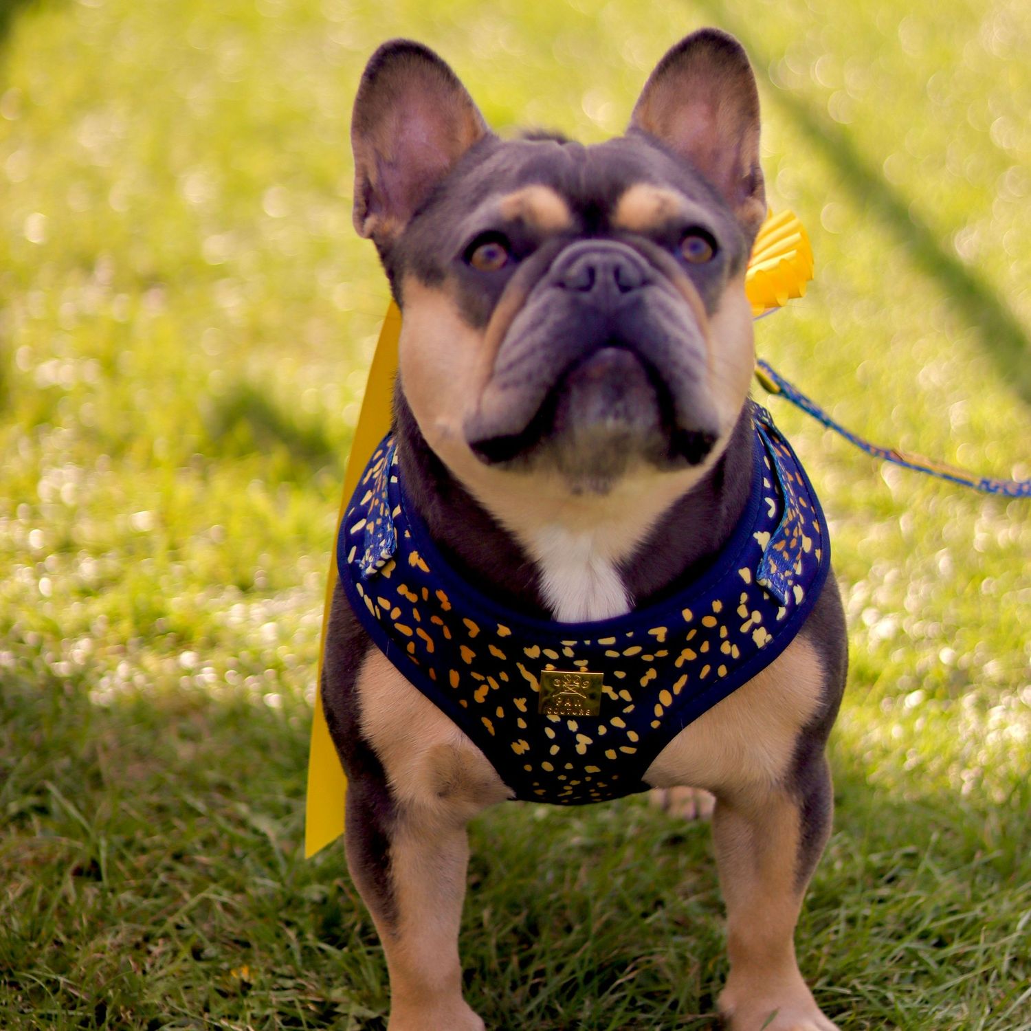 A happy dog looking  at the camera   in a field of green grass at the fete.  Perfect picture of your puppy to make a print as a gift.