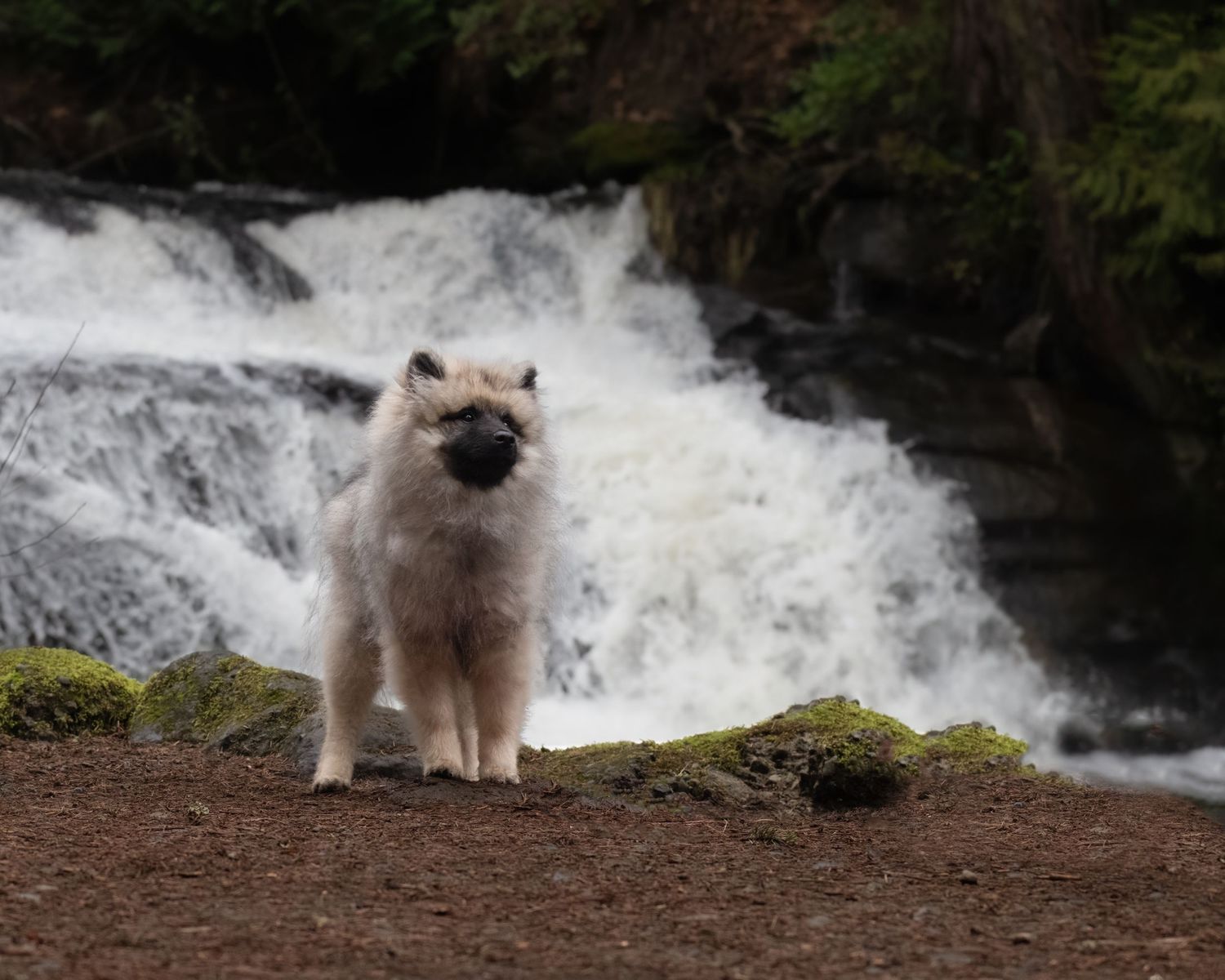 Puppy photography