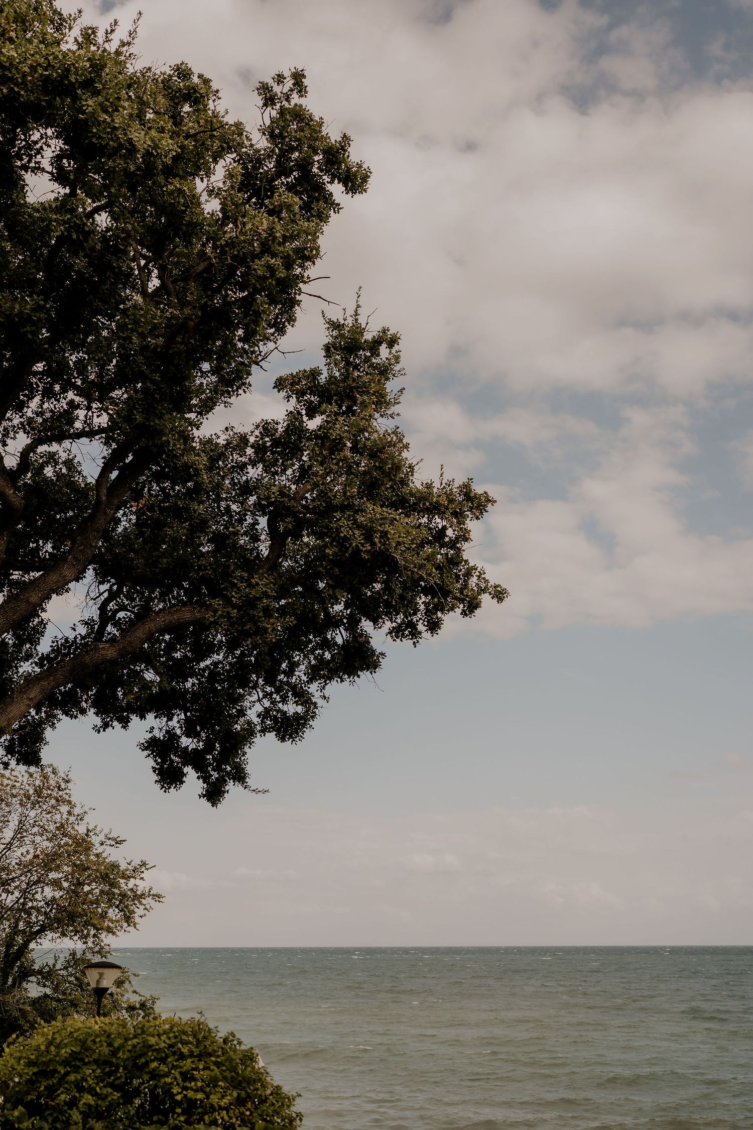 Scenic oceanview landscape with large trees framing the cloudy horizon.