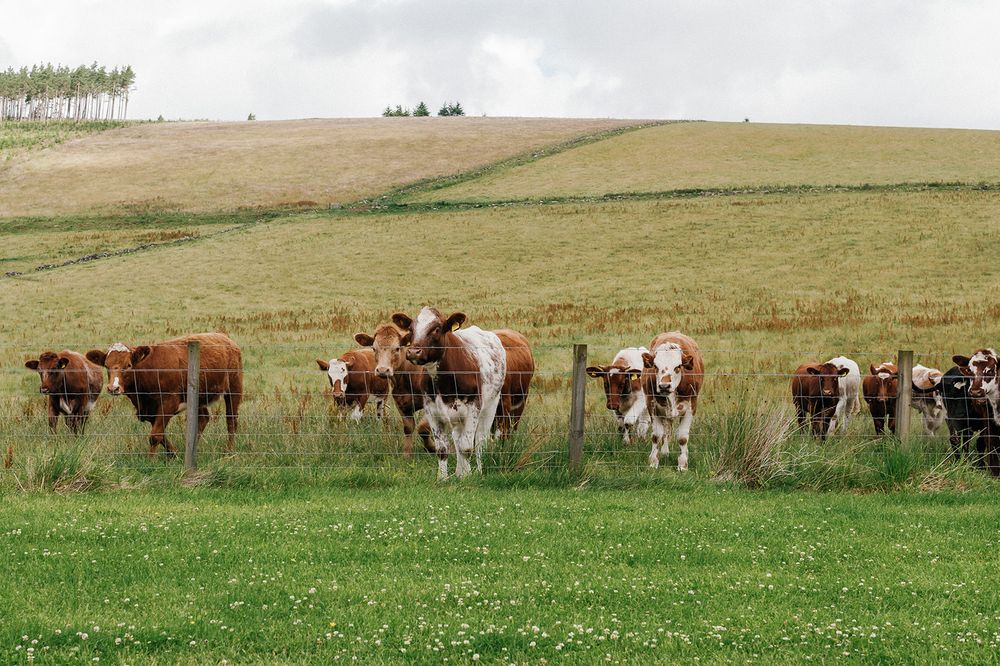 Panoramic view of brown and white cattle grazing in a green pasture with rolling hills.