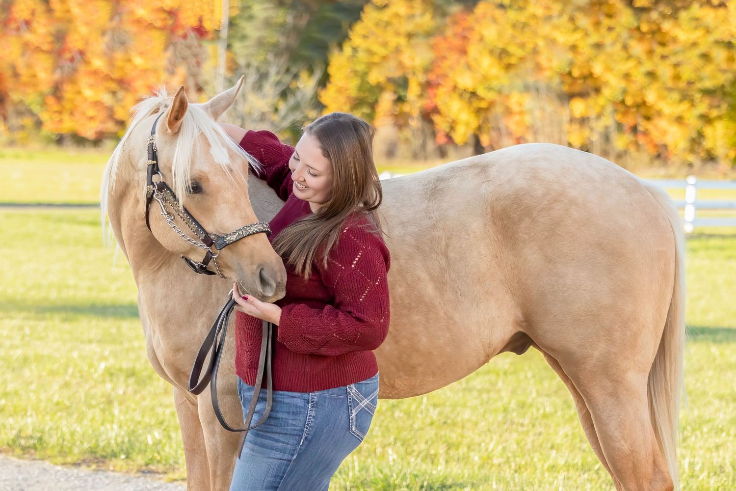 Palomino horse during fall in Pierson, Michigan