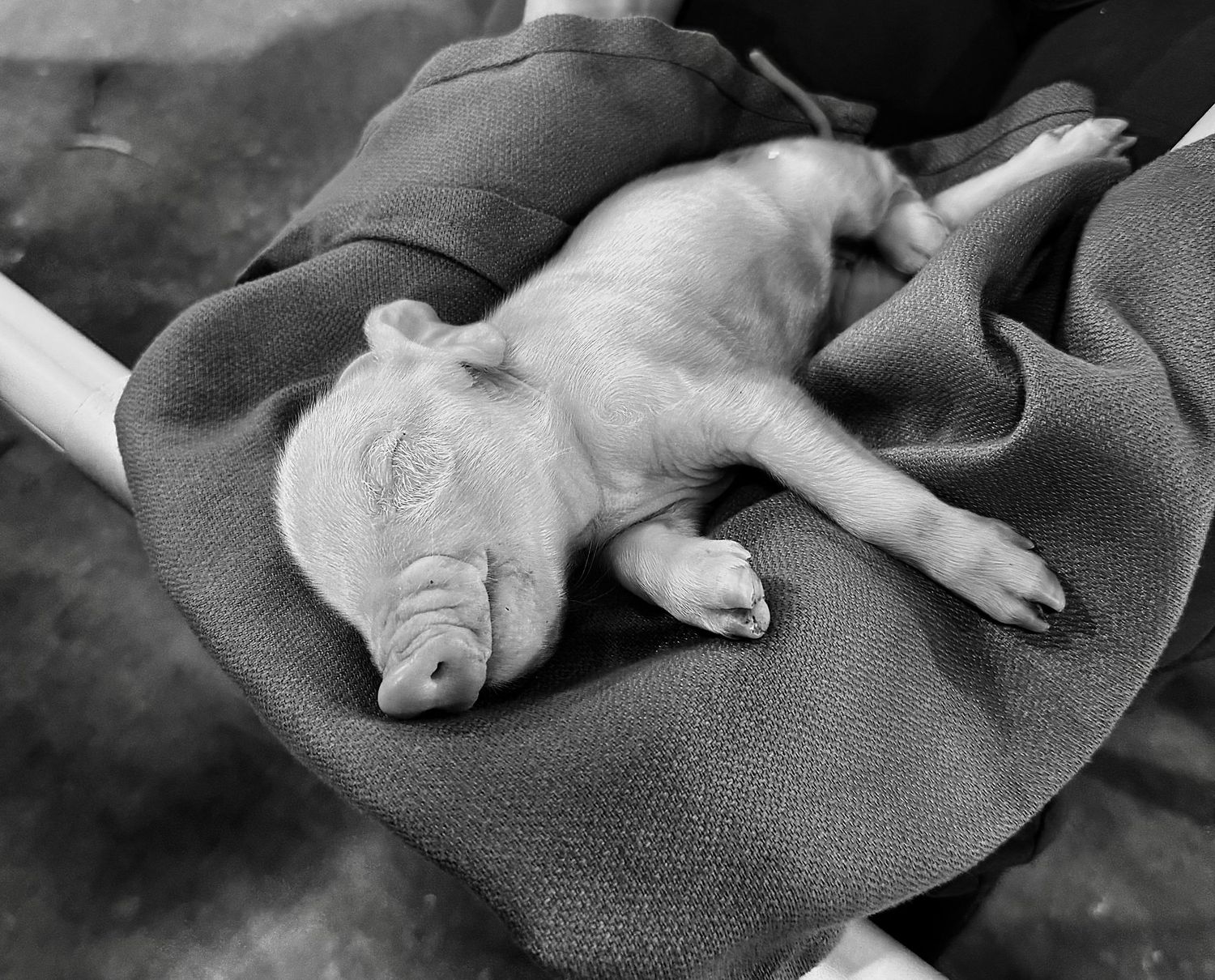 Piglet
