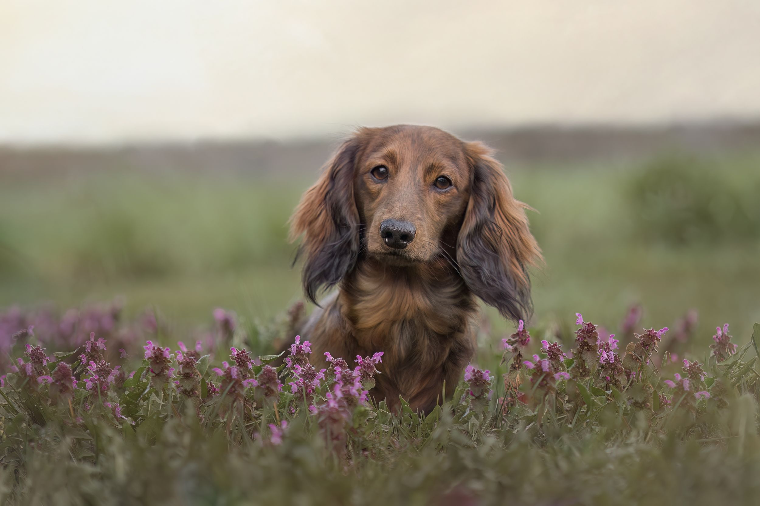 Hundporträtt på en tax som sitter bland lila blommor.