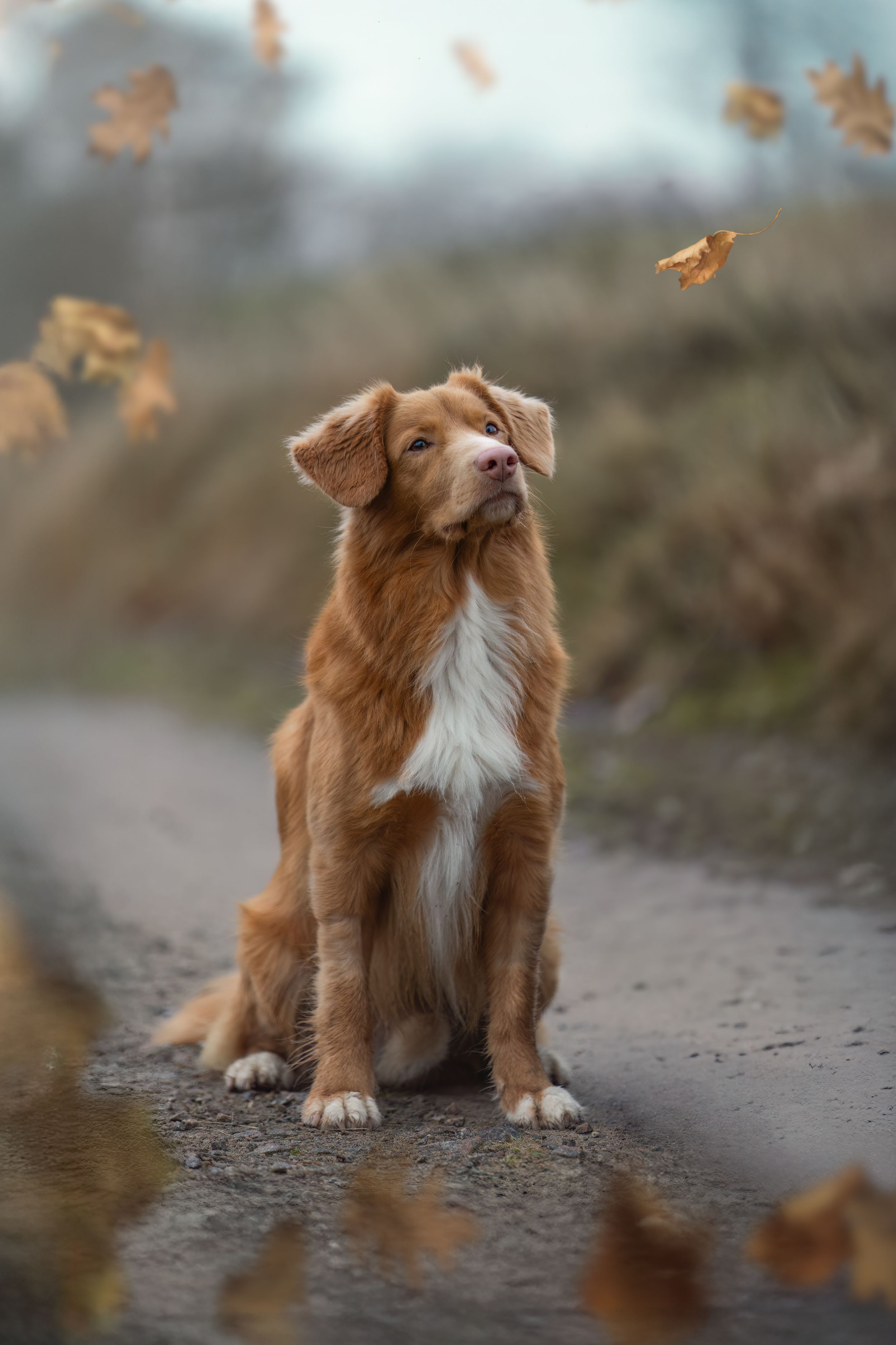 Hundporträtt på en Nova scotia duck tolling retriever. Höstlöv faller runt honom.