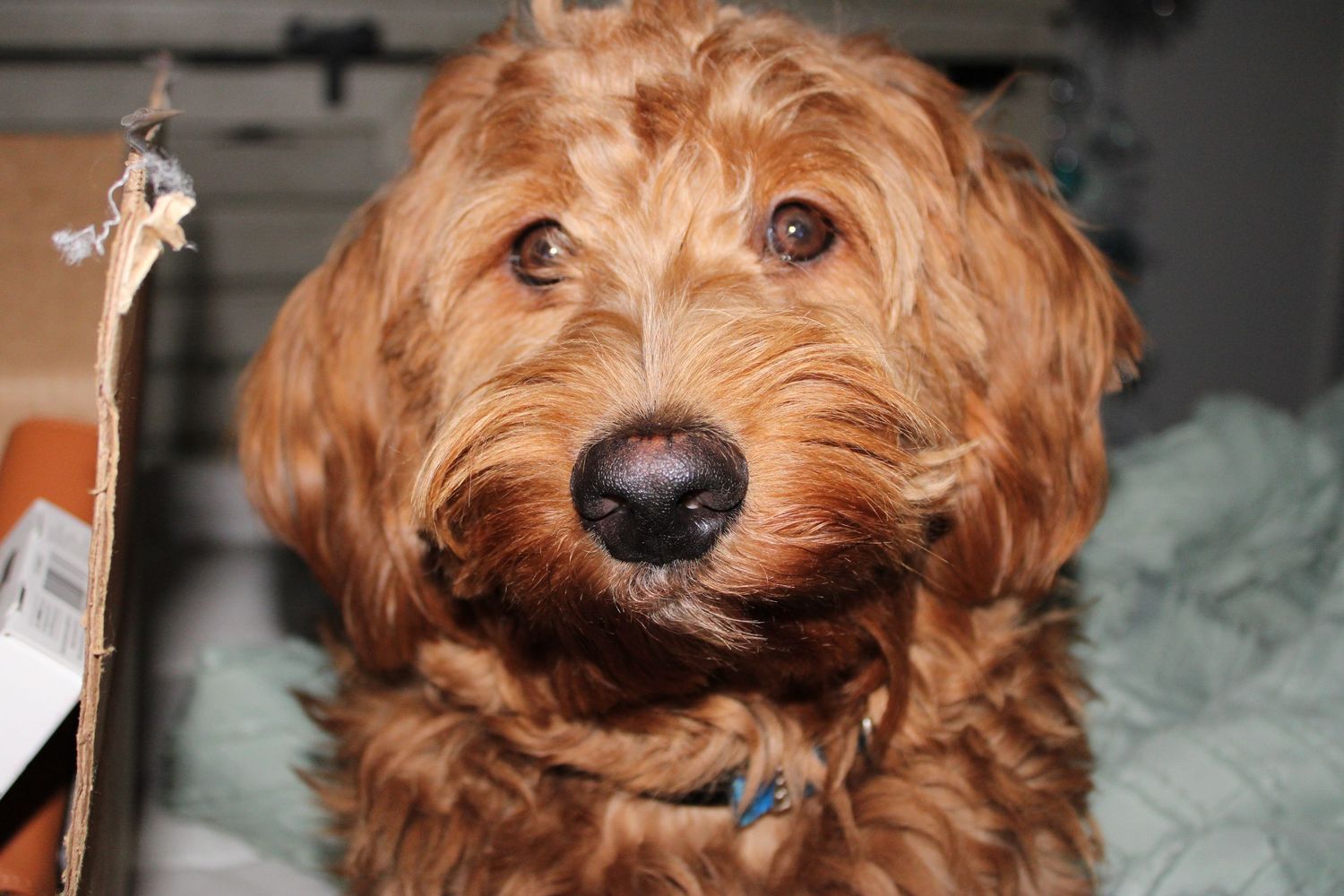 Dog photography
