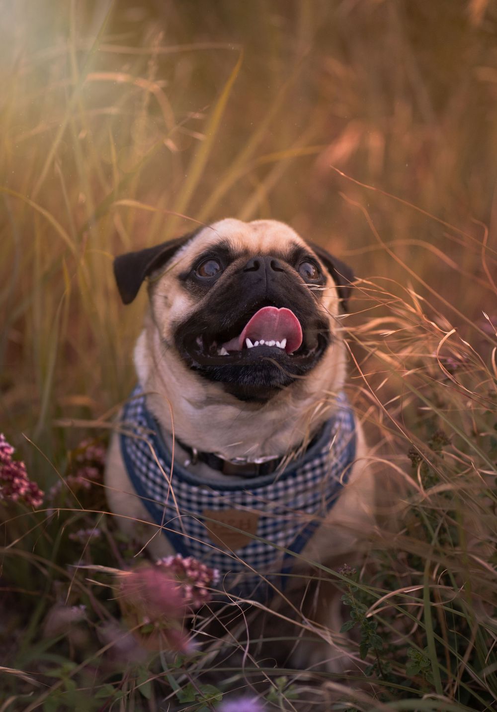 Pug smiling in East London captured by Shayla Bloom Photography