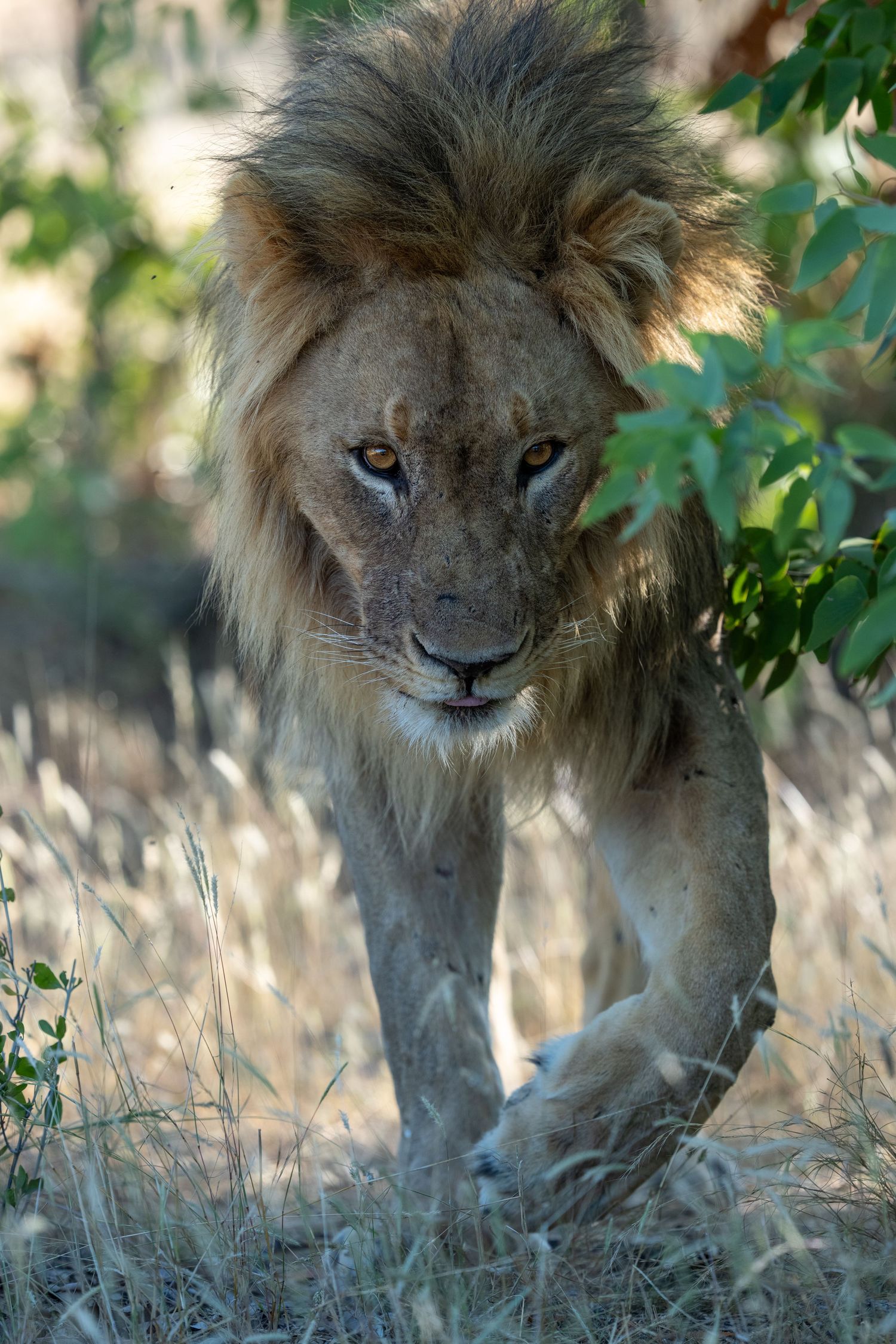 Male lion with full mane walking through tall grass and green foliage in African savanna.