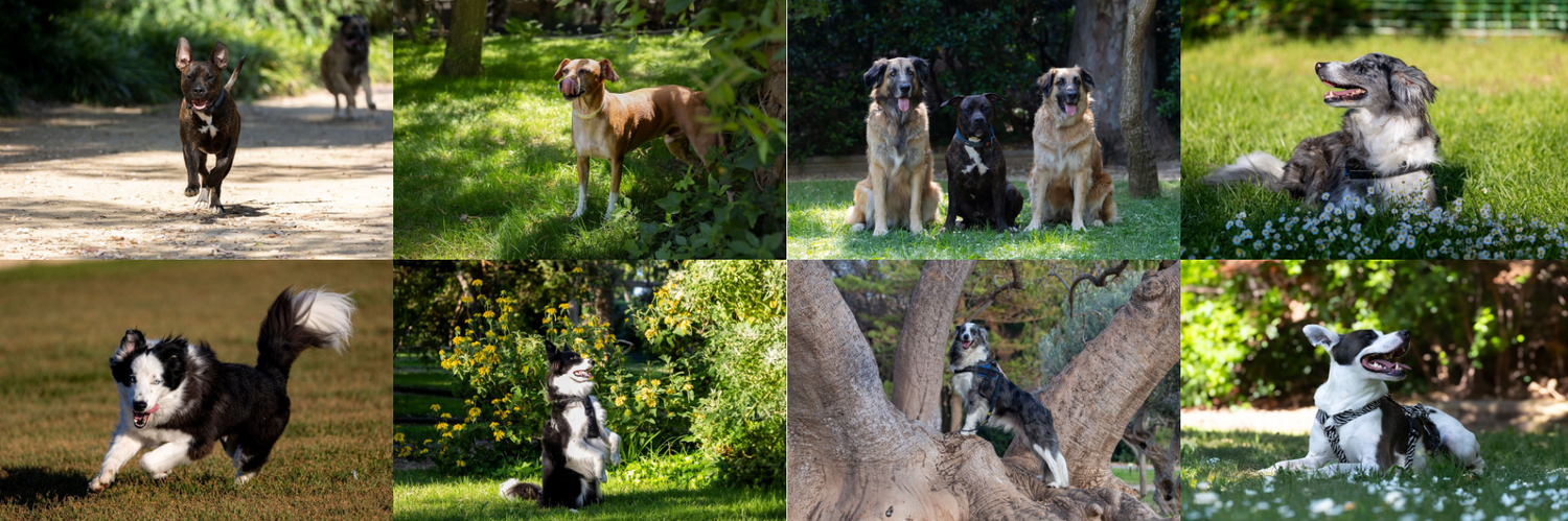 Collage de sesiones fotográficas de perros en exteriores en Barcelona. Fotografía canina al aire libre por Daniel Giménez.