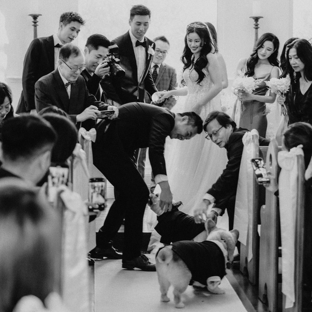 "Dog wearing flower collar at outdoor wedding in Brisbane"