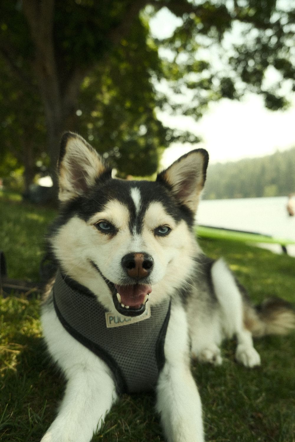 A happy Husky dog wearing a dark harness lies on grass near a lake with trees in the background.