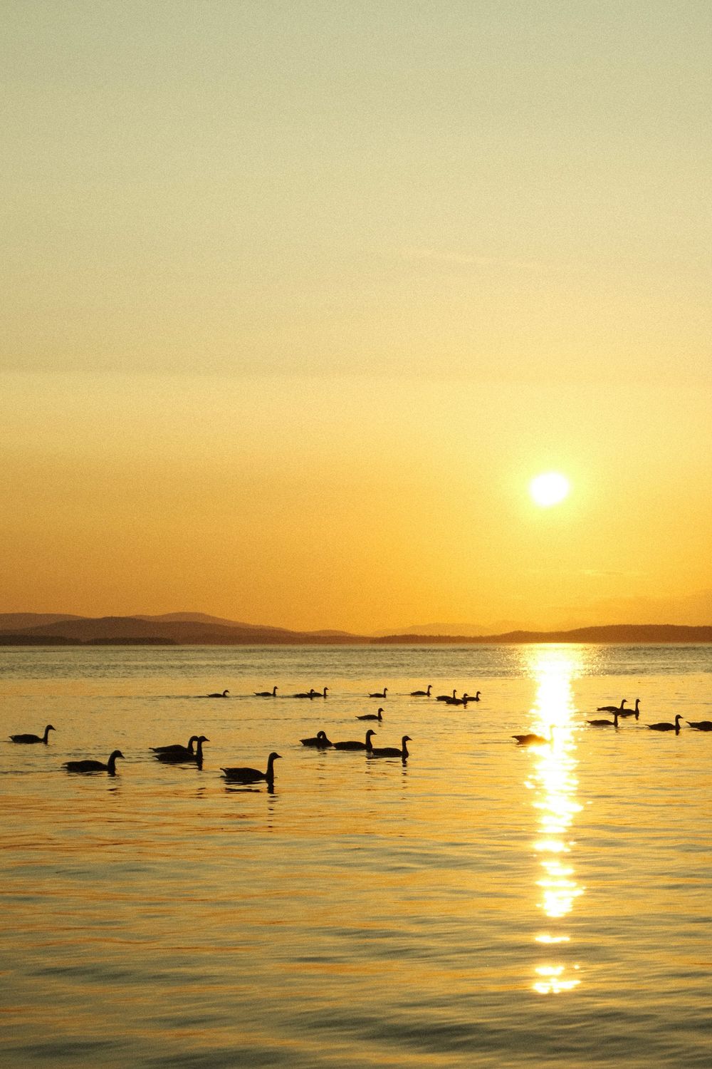 Silhouettes of geese swimming in calm water during a golden sunset over distant mountains.