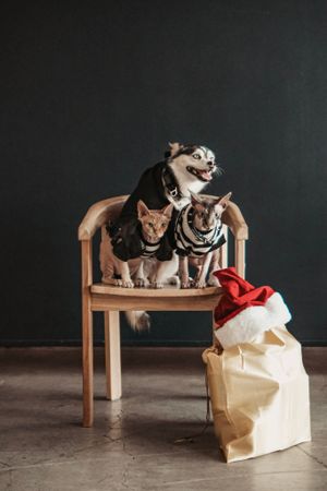 Two sphynx cats and one small husky dog wearing striped outfits sit on a wooden chair next to a gift bag with a red Santa hat.