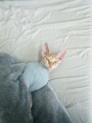 A sleepy cat wearing a light blue sweater peeks out from under a gray blanket on a white bed.