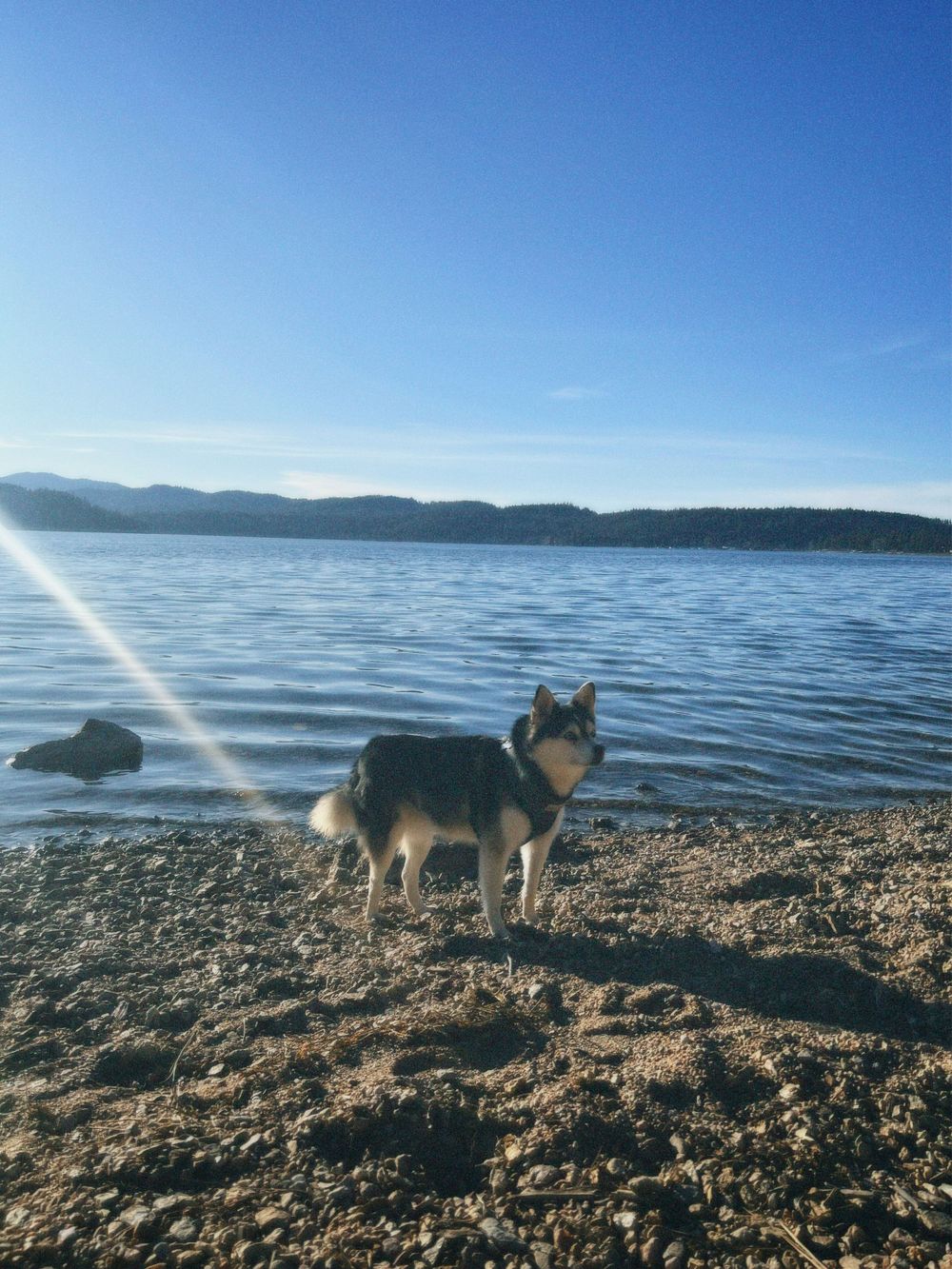 Husky dog stands on rocky beach shore with serene lake and mountain landscape in background under blue sky.