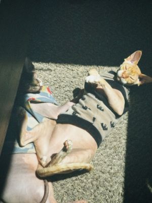 A ginger cat lounges on a carpet in sunlight wearing a harness while basking in a sunny spot.