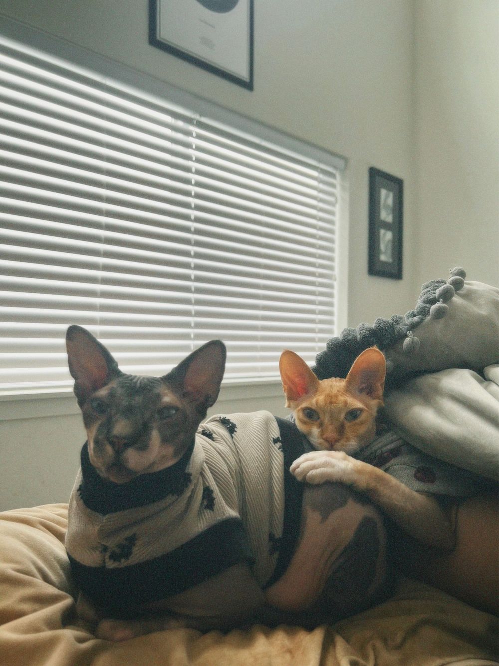 Two small dogs wearing sweaters lounge together on a couch near a window with venetian blinds in a living room.