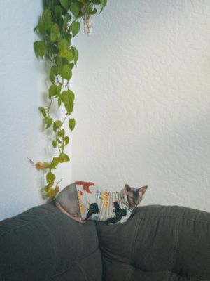 A gray cat wearing a striped outfit lounges on a dark couch beneath hanging green vines on a white wall.