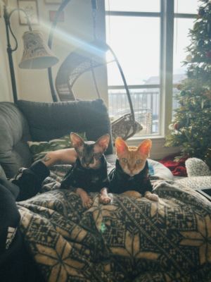 Two cats, one orange and one black, lounging together on a patterned blanket by a window with a Christmas tree visible.