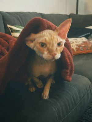 A hairless Sphynx cat wrapped in a burgundy blanket sits alert on a dark gray couch.