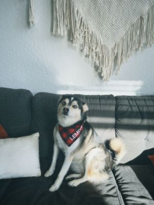 Husky mix dog wearing a red bandana sits regally on dark gray couch with white pillows and macrame wall decor in background.