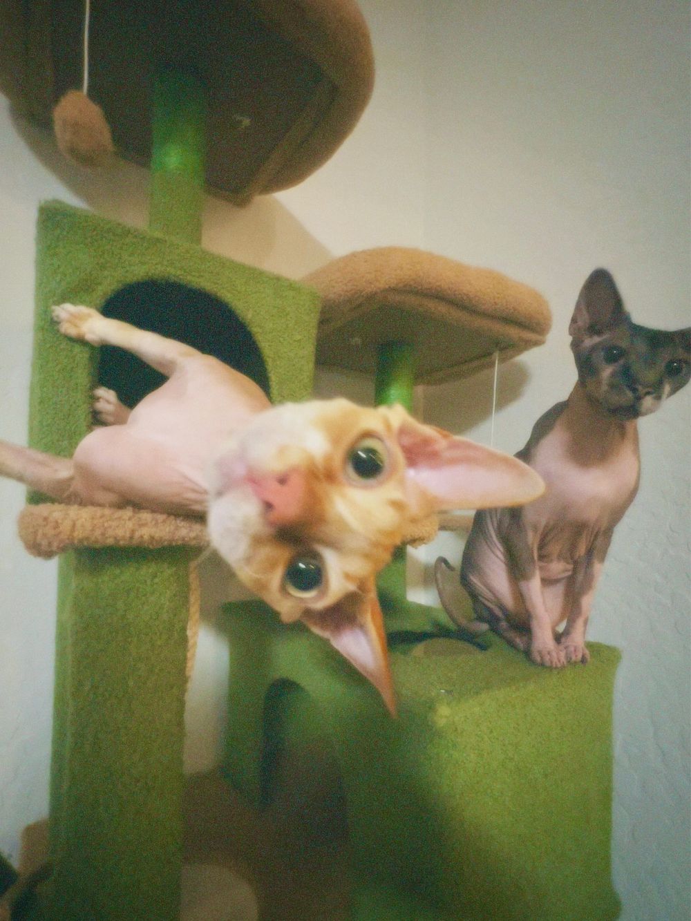 Multiple hairless Sphynx cats lounge and play on green cat furniture in an indoor setting.