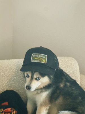 Alaskan Klee Kai dog wearing a dark baseball cap poses in a series of four photos against a light background.